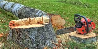 Best Stump Grinding and Removal  in Nuevo, CA