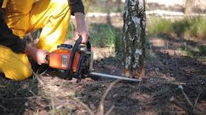 Pest Control for Lawns in Nuevo, CA