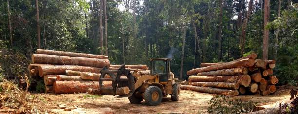 Best Storm Damage Tree Cleanup  in Nuevo, CA