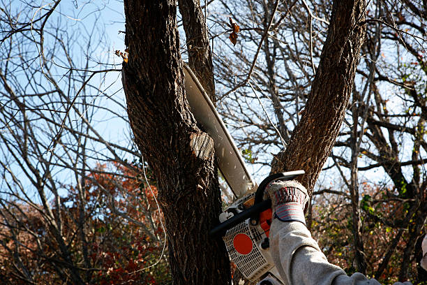 Best Root Management and Removal  in Nuevo, CA