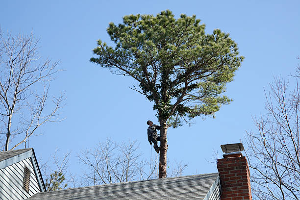 Best Tree Health Inspection  in Nuevo, CA