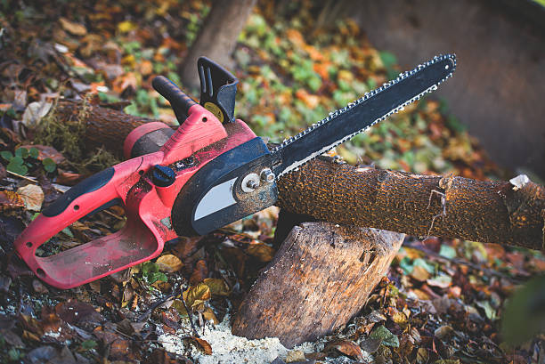 Trusted Nuevo, CA Tree Care Experts